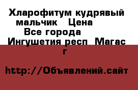 Хларофитум кудрявый мальчик › Цена ­ 30 - Все города  »    . Ингушетия респ.,Магас г.